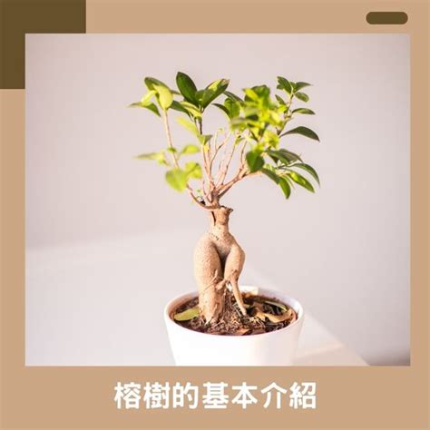 榕樹盆栽|如何培養健康的榕樹：室內大型植物照護 